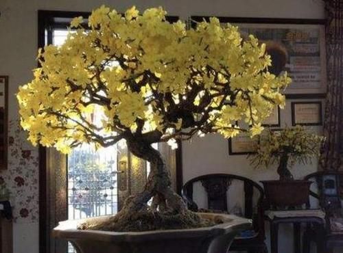  花盆■密闭阳台该如何养好花？浇水满足3个前提，不通风也能疯长
