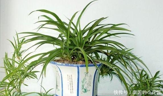 『肥美』吊兰、绿萝怎么养长得旺?水培、土培遵循5点,枝叶繁茂、肥美