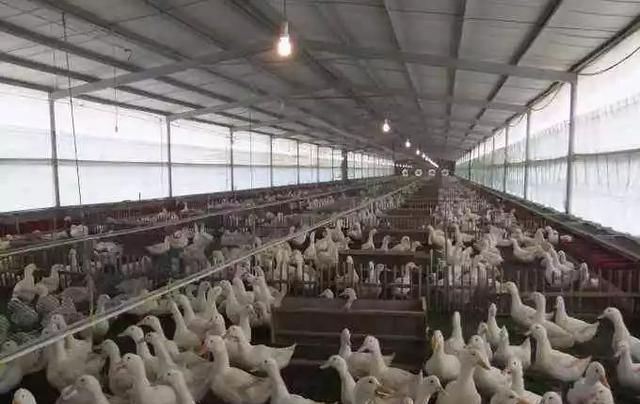  竟是■养鸭户年入百万，秘诀竟是不让鸭子下水！越来越多农民加