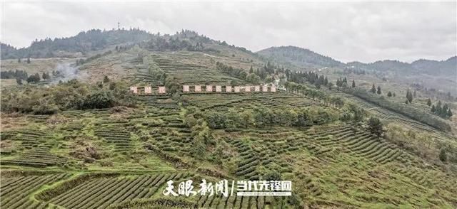 『正安县』正安县大堡村:荒山变茶山 长出“致富芽”