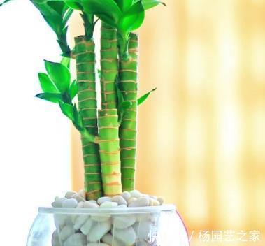 技巧|家养富贵竹总是黄叶长不好?学会这三个小技巧,轻松长成绿森林