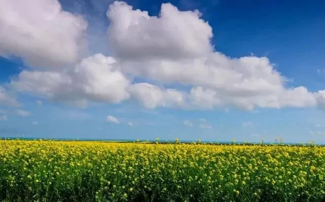 中国最美的油菜花海,油菜花逐渐“染黄”了神州大地