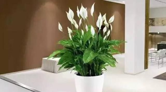  硬邦邦：白掌半死不活?就学2招,从此花不断,新叶不停长