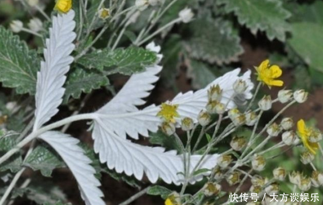 农村地里的“变色龙”，被村民当成无用杂草，现在卖90一斤