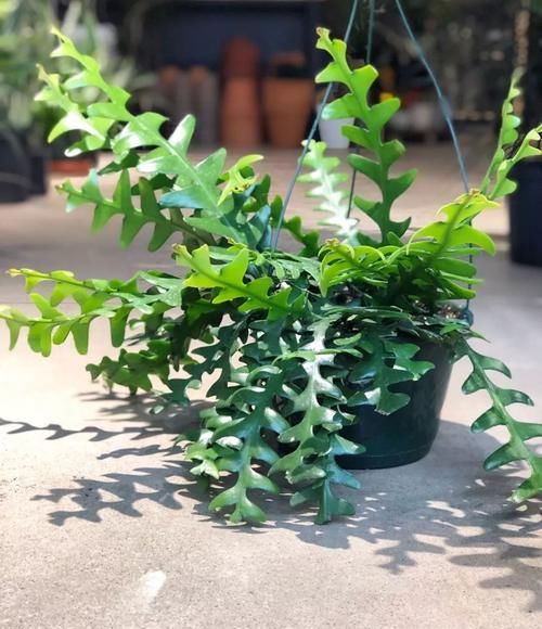  #特大#锯齿昙花好养好开花，有不同的花色，养窗台边花朵开得特大