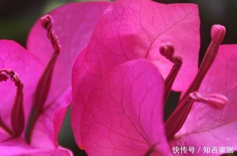 「三角梅」春养三角梅不开花?学会这三个小技巧,蹭蹭长成一面墙