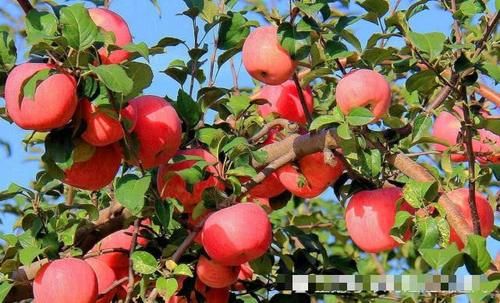  3毛■3毛一斤贱卖榨汁厂，曾经一果难求，现在一车难卖，果农都