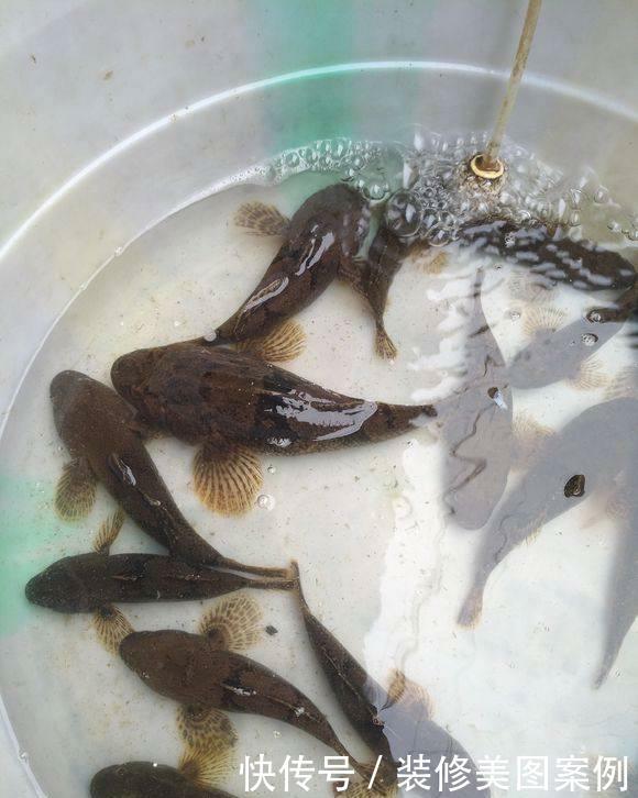  人工湖|消失的西湖名鱼, 再现公园人工湖, 被当成清道夫捞起丢弃