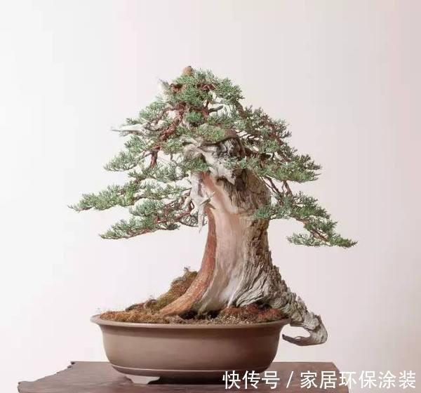 悬崖|半悬崖型盆景造型吸睛,这3个塑性要点,更具美感