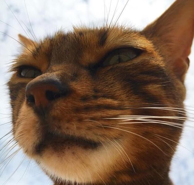  「有趣」超有趣的“变脸猫大赛”，猫看后自己都笑了……
