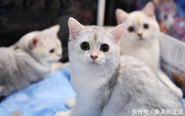 【独自】当猫咪独自在家时,爱做三件事,第一件事会让你非常的感动!