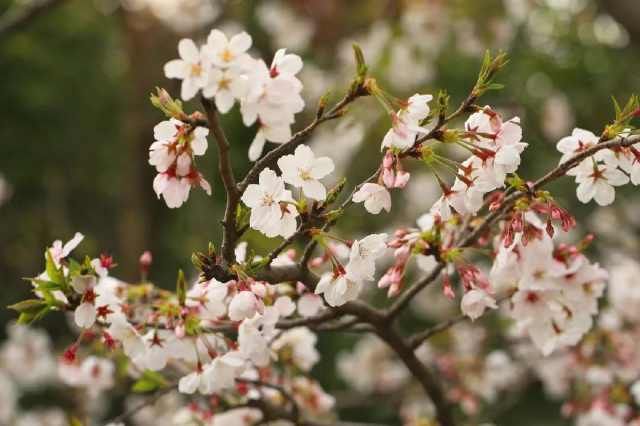 上海植物园@仙不过樱花,艳不过海棠,香不过含笑