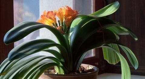  『根部』君子兰黄叶烂叶,狠心一刀砍光,7天后竟冒绿芽,变成群兰开满花