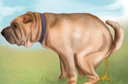 信号:狗狗这些情况,不是在卖萌而是在“喊救命”,你收到了吗?