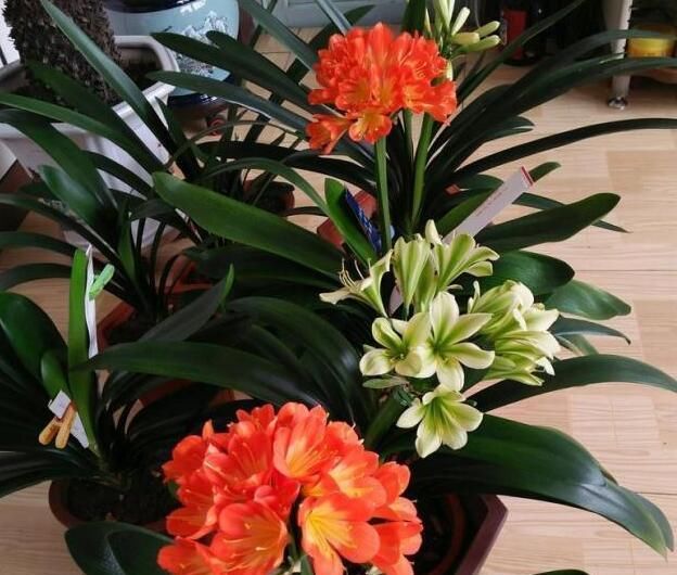  「家里」3种花，名字很“吉利”，最适合养家里，心情好，日子顺
