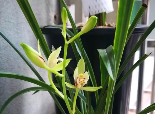  『表面』兰花盆土的表面长出了很多白色丝状物有害吗？兰花大神分享经验