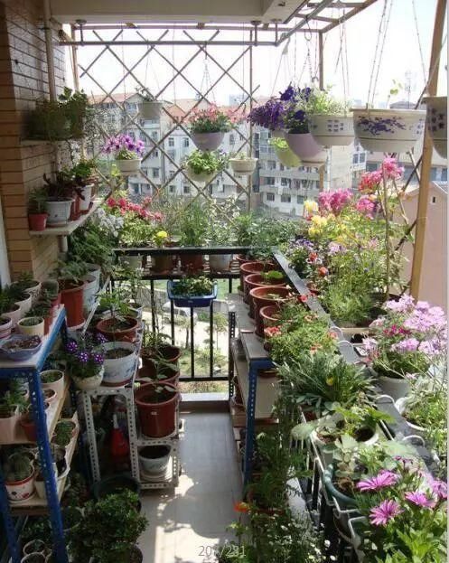  #花架#原来阳台还能这样种花，一看就像个花园，太漂亮了！
