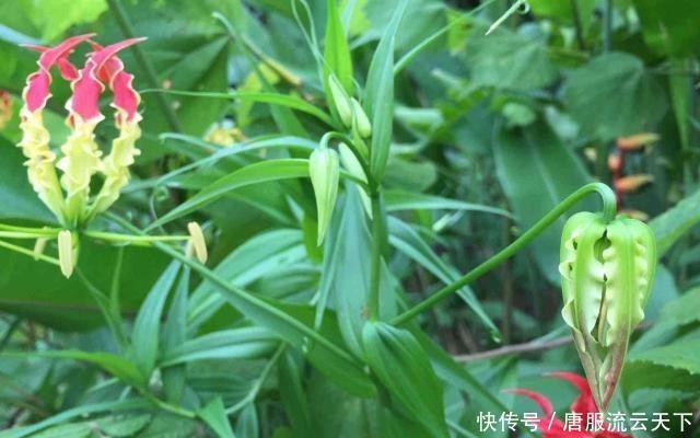  [长相]它在农田里很常见，长相像兰花农民却当宝，可盆栽也可入