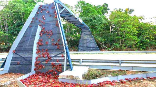 世界“最特别”的大桥,不为人修建,而是为了这4500万只螃蟹