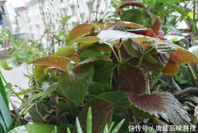  花盆@春天来了，酸咪草都开了，紫苏都种活了！