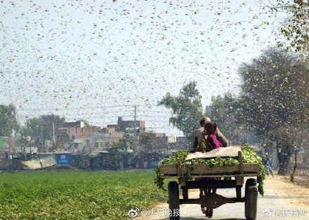  #方案#沙漠蝗难进我国 中国专家为巴基斯坦灭蝗提出“四结合”方案