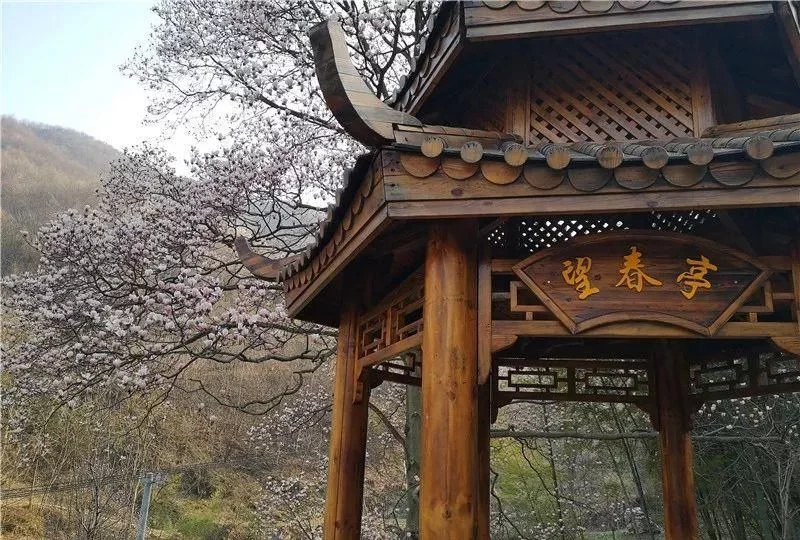 3月,低调六安意外爆红!一组照片,全国人民都被美哭了!【2020热门旅游景点】