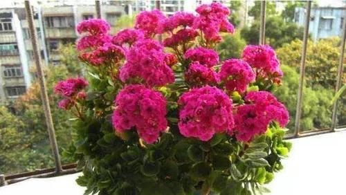 『养分』长寿花花谢后怎么养?做好这“3点”,很快就能“二次开花”