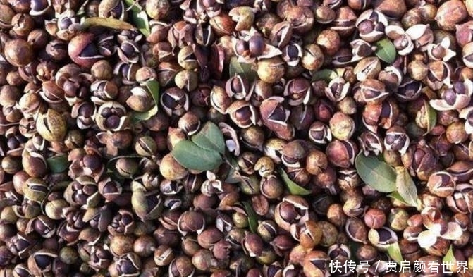 卖几十元一斤的野果, 城里人当成好东西, 农村遍地都是