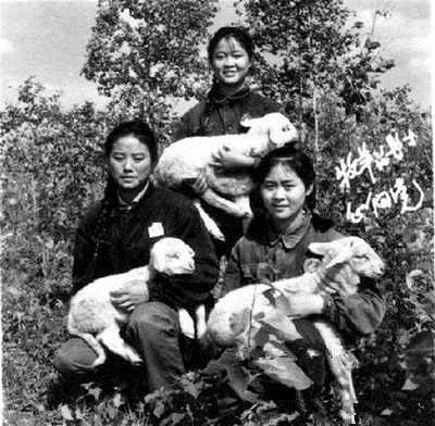 一组女知青珍贵老照片：养猪、喂羊、能种田，长相美丽又能干