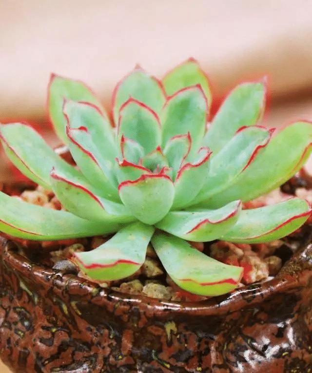 『植物』这6种多肉植物,好好看看,你认识几种,以后见了别再说不认识