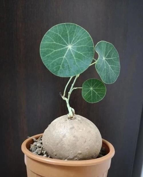 「养护千金藤」叶子像荷叶,块茎像乌龟的千金藤,是非常别致的盆景植物