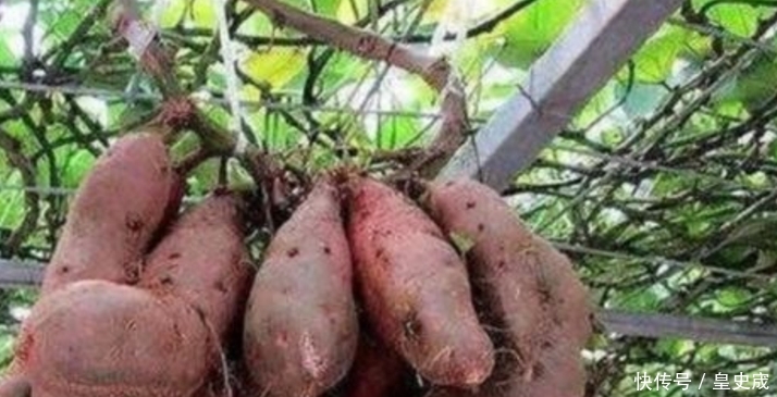 男子去朋友家喝喜酒，看到大棚里面，生长的东西不淡定了