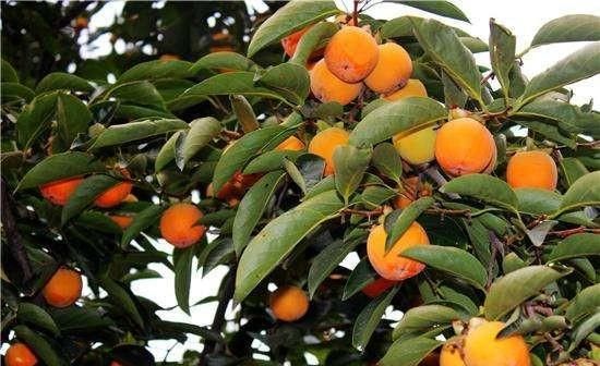  种植■贵州省种柿子树怎么样？