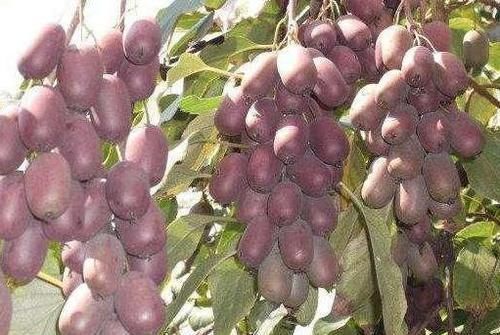  【又一新】永别了玉米，我国又一新型农产品，插土就活，来年就