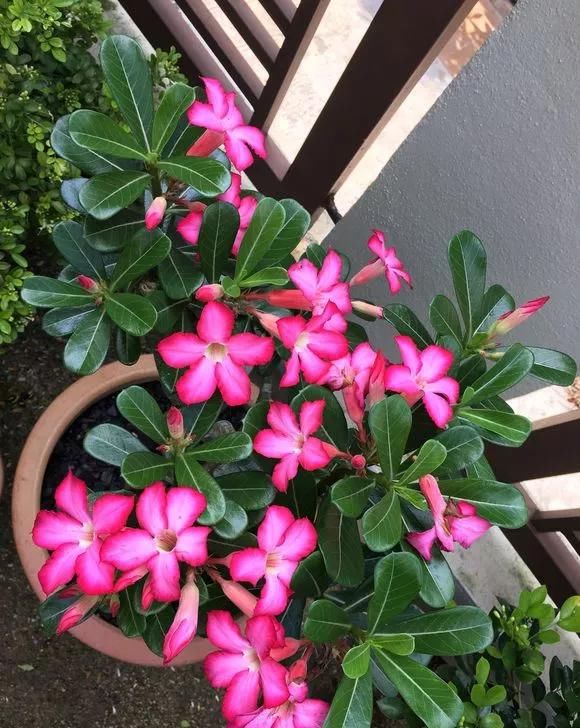  【正确】教你正确给植物浇水，植物浇水是关键，学会这些就好了