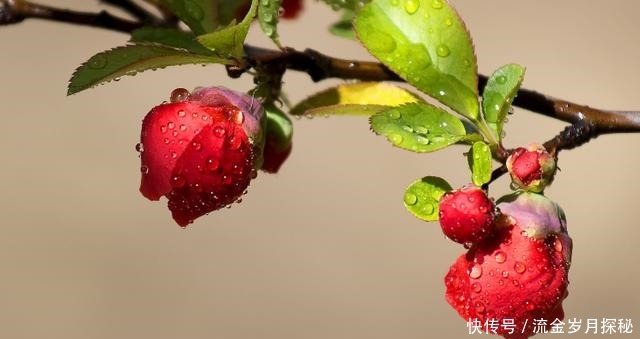 『种花草』可以食用的9种花草,最好在卧室放一盆!不但好看还好吃