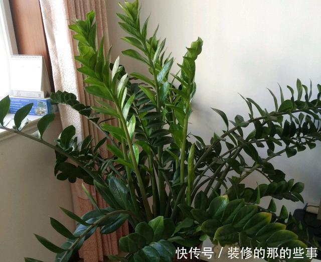 『快速』金钱树换盆发现烂根了怎么快速发根?花匠教你一招,用的都说好