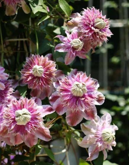  『好看』铁线莲哪种最“好看”？3个经典品种，说啥也得养，越看越喜欢