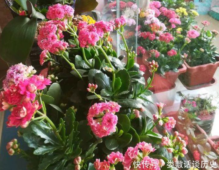 「家里」“3种花”养家里,人养花,花也养人,空气清香去异味,漂亮好养