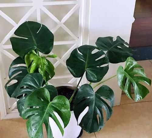  「最适合」盆栽浇水就死，试试这些“喜水”植物，再也不用担心浇花浇死了