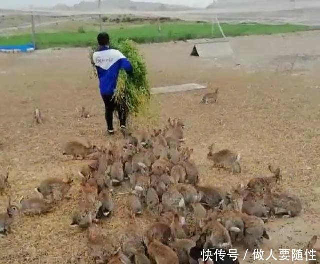 农民不外出打工农村养“它”五十一只，年赚几十万，比外出打工强