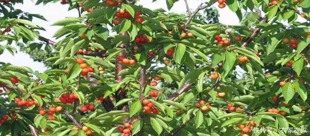 聊城这个镇困着一个老县城！河南曾力争30多年