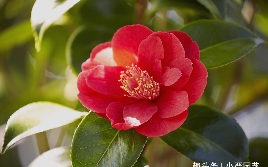 『酸水』给茶花喝三种“酸水”,植株生长旺盛,花朵快速绽开