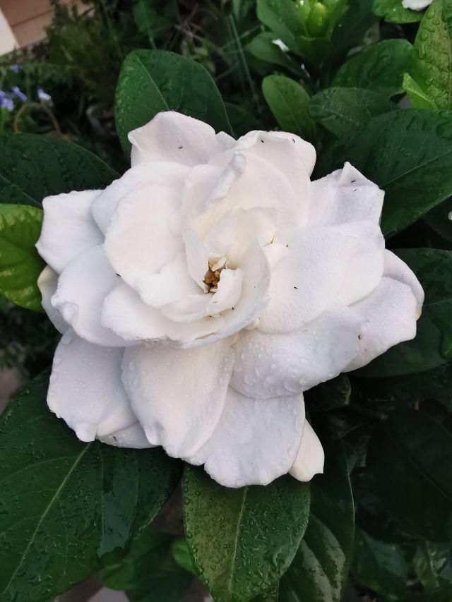  『养护栀子花』养栀子花，要注意3多1少，花大又稠密