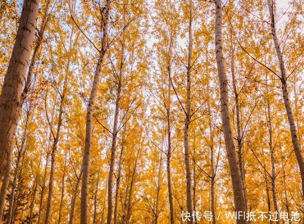 北京现最该去的景点: 面积超万亩, 美成了金色童话! 还不收费