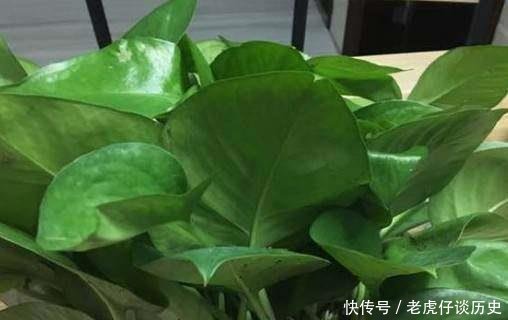『系上的土壤』花店老板都嫌弃的花,白白送我,2个月后倒手卖100块