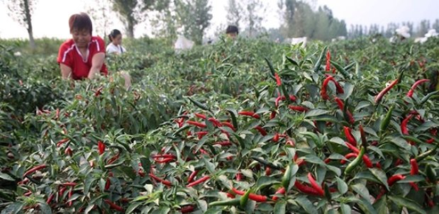  我国@我国第一株辣椒生长的省份：不是四川不是湖南，而是不吃辣