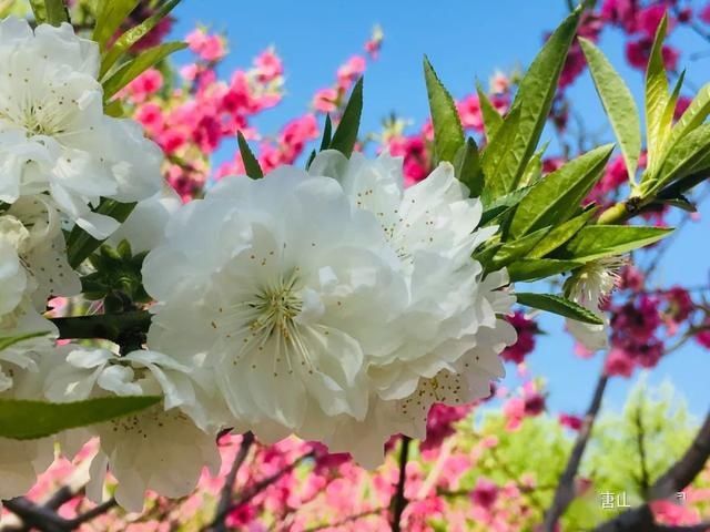  『植物园』走进植物园小编带你识桃花