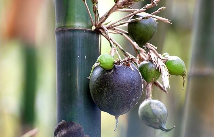  「口感」原来竹子也有果实，50年才结一次果，口感绵密，还十分可口？