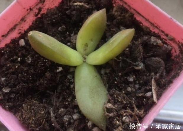  『解决』多肉养殖小知识：刚买的多肉''褪色''？只需做到2点就轻松解决